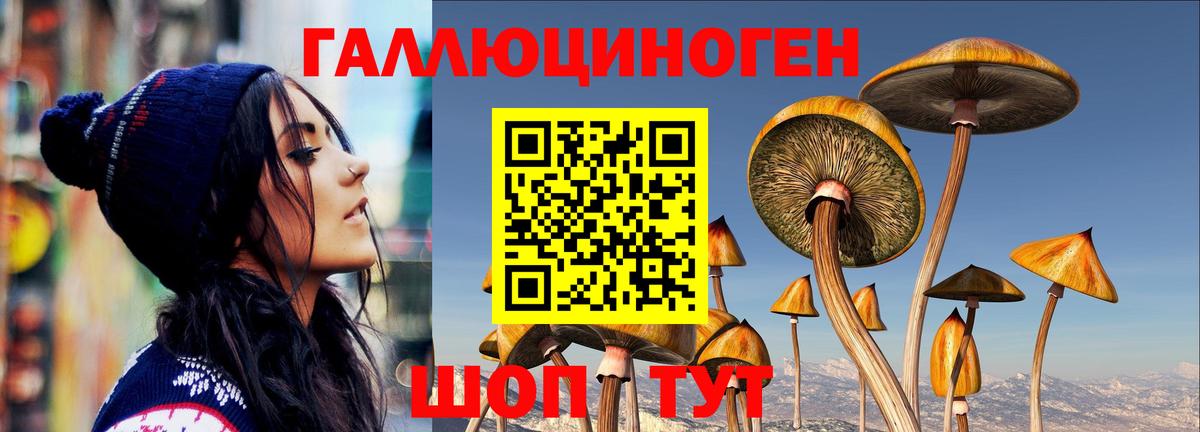 Псилоцибиновые грибы Psilocybe Канск